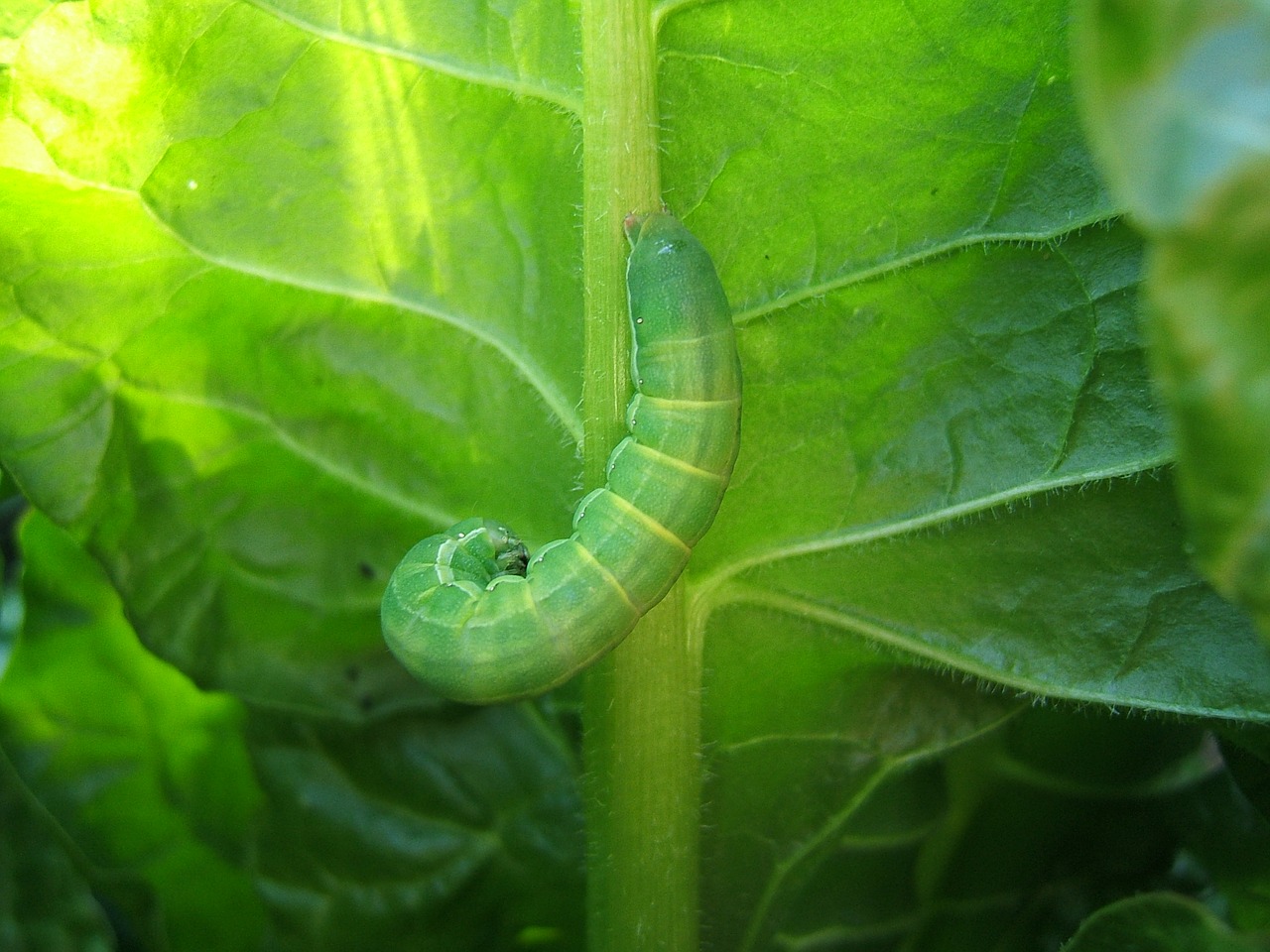 Image - green leaf nature caterpillar worm