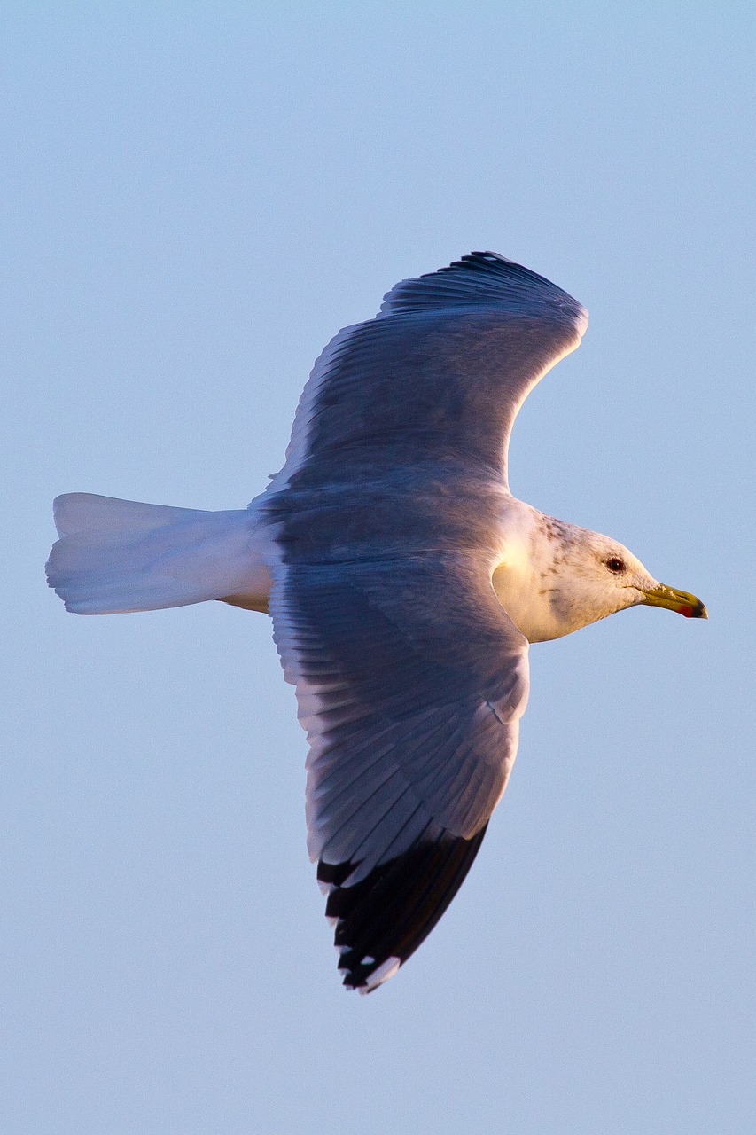 Image - seagull flight seabird bird