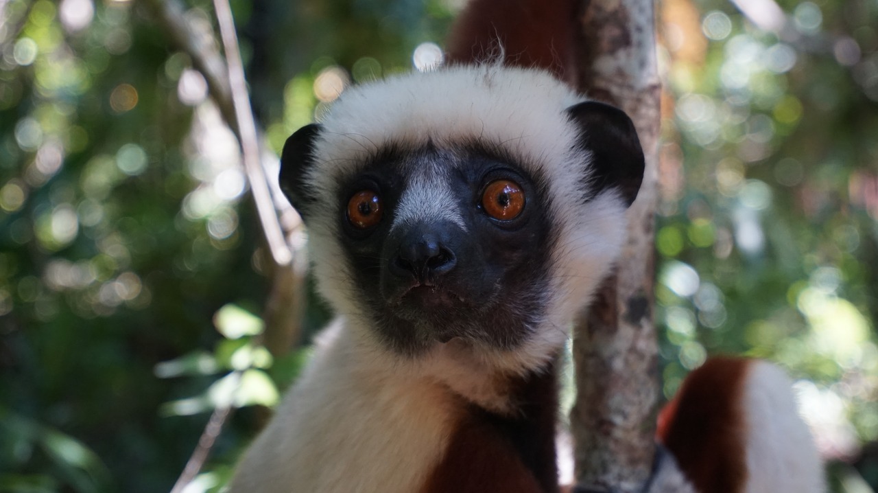 Image - lemur face forest