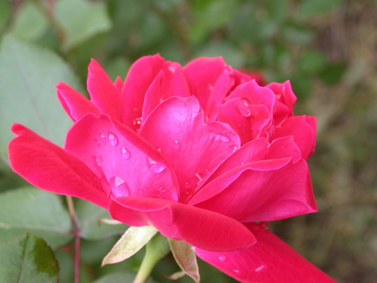 Image - rose dew raindrops nature flower