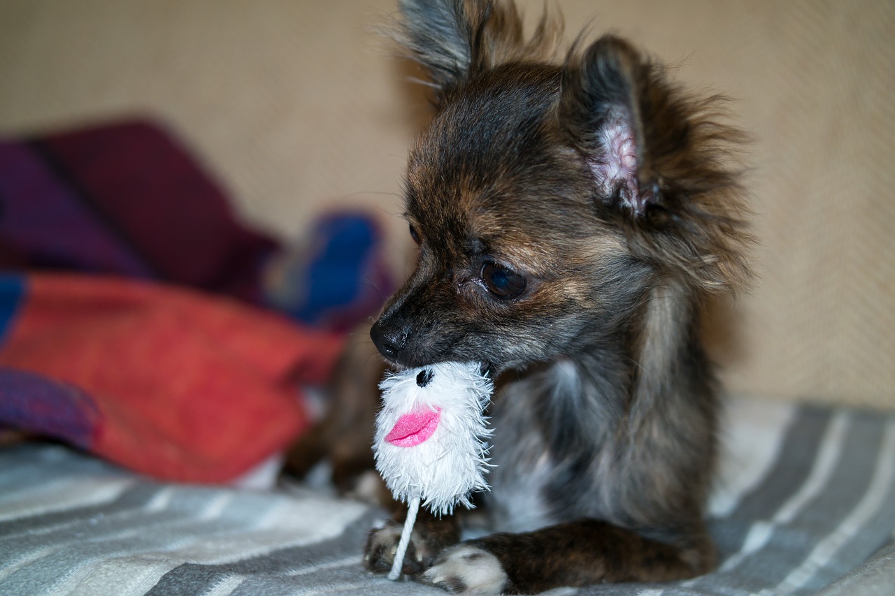 Image - chihuahua dog puppy baby toys