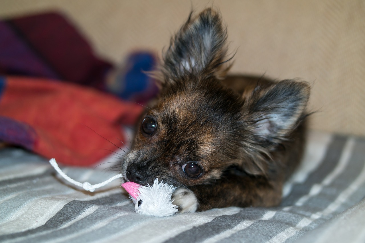 Image - chihuahua dog puppy baby toys
