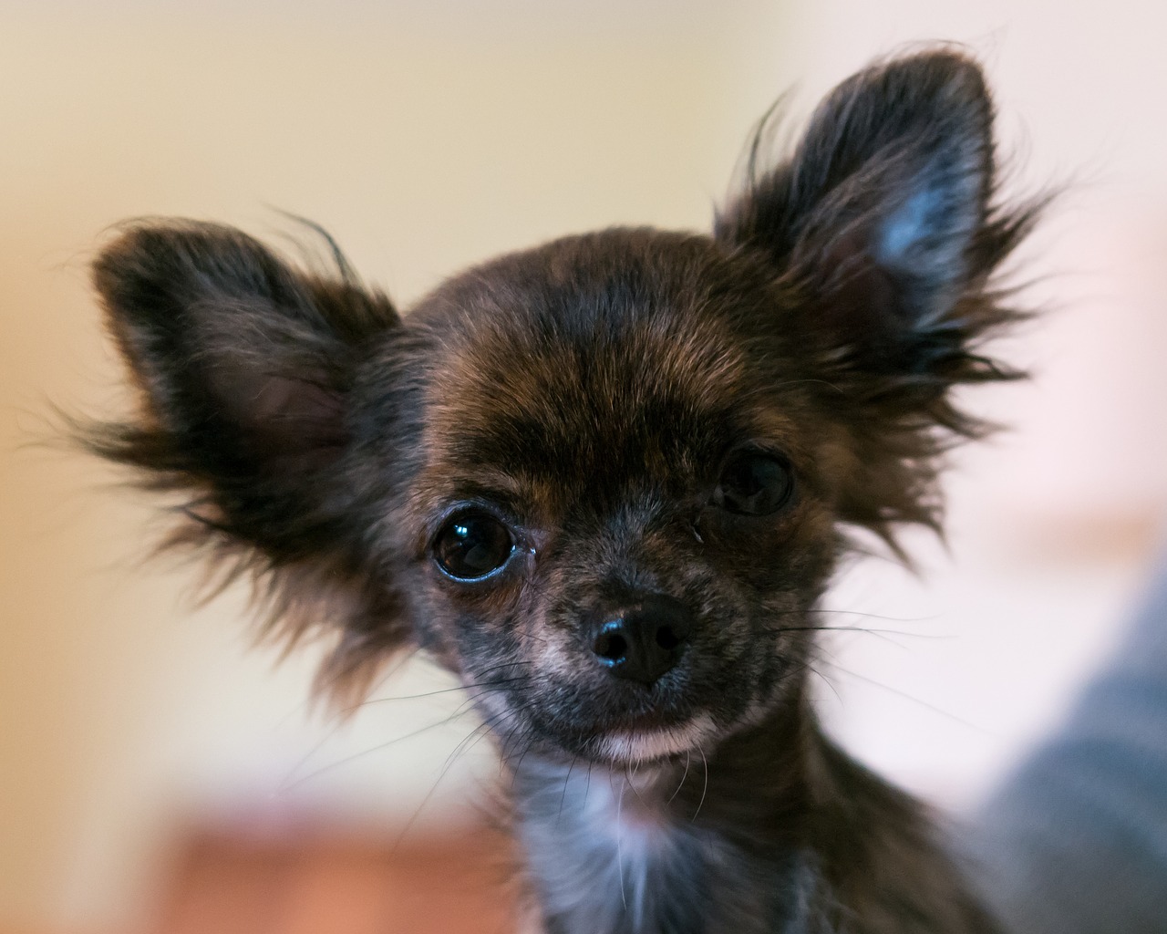 Image - chihuahua dog puppy baby face