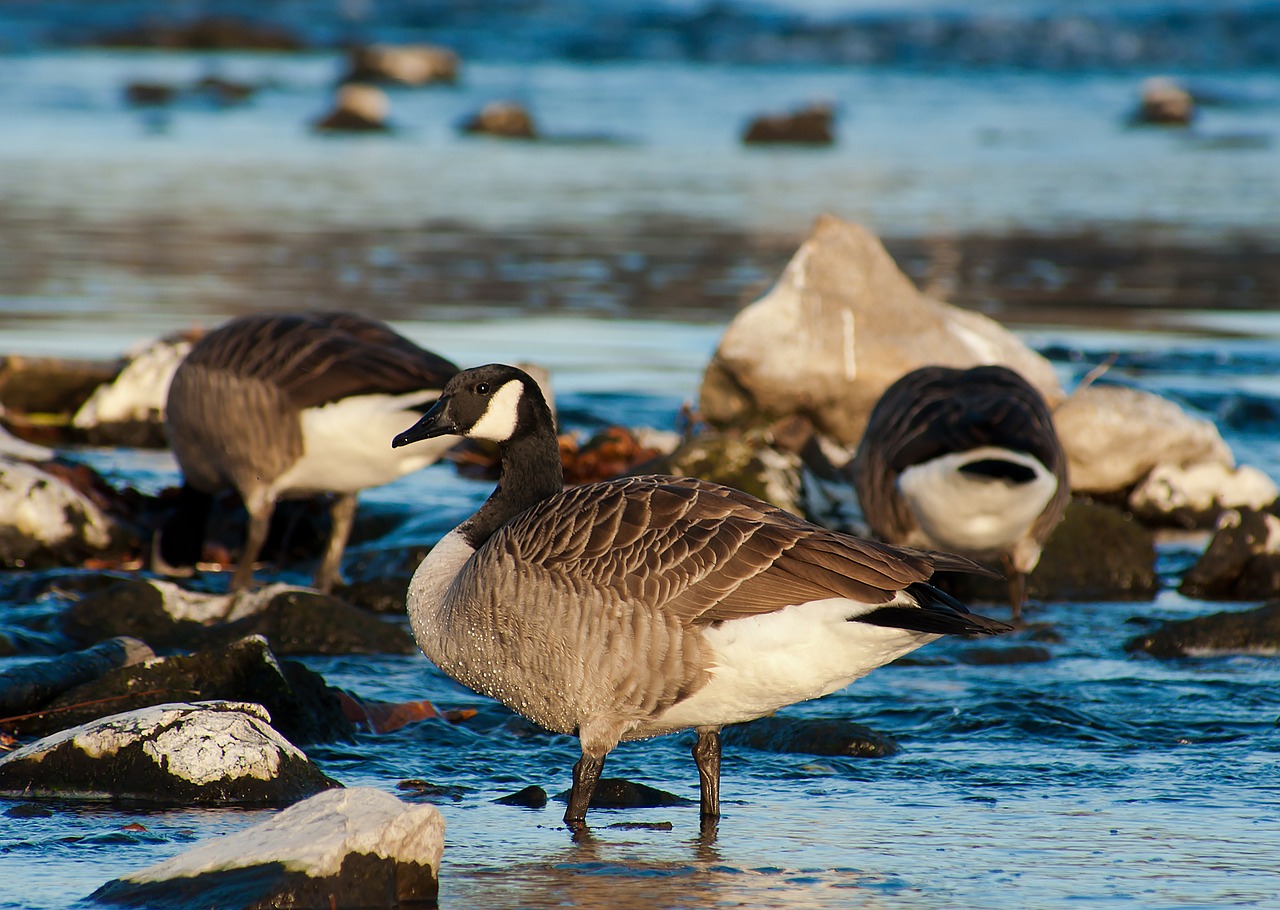 Image - canada goose birds nature