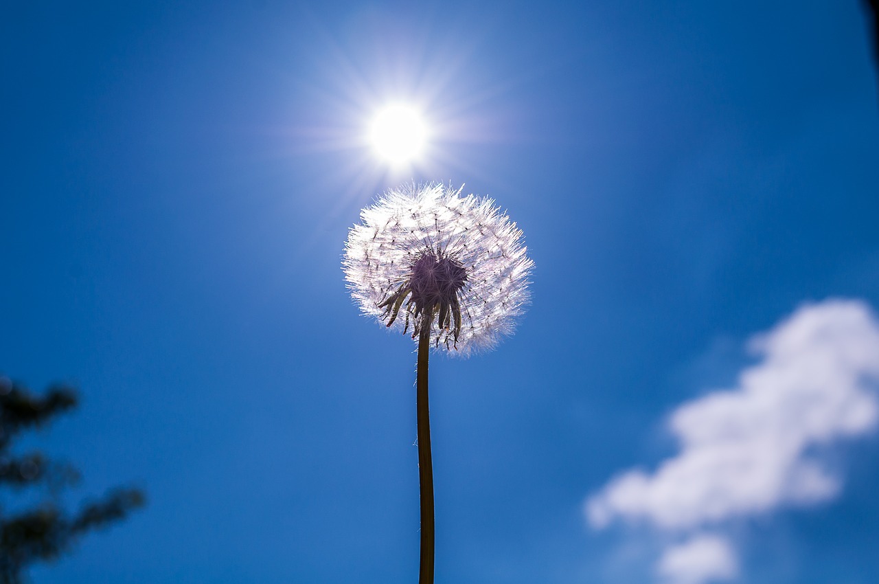 Image - dandelion flower plant nature