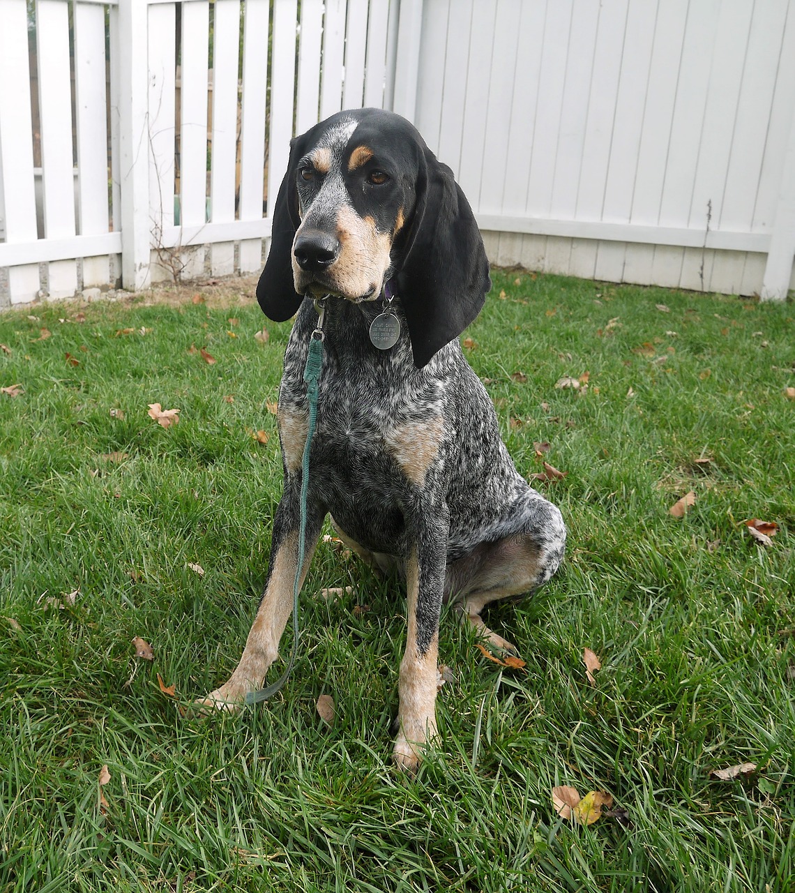 Image - bluetick coonhound dog bluetick