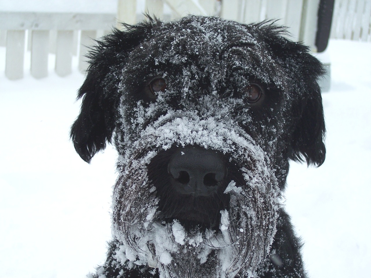 Image - dog winter snow white cold animal