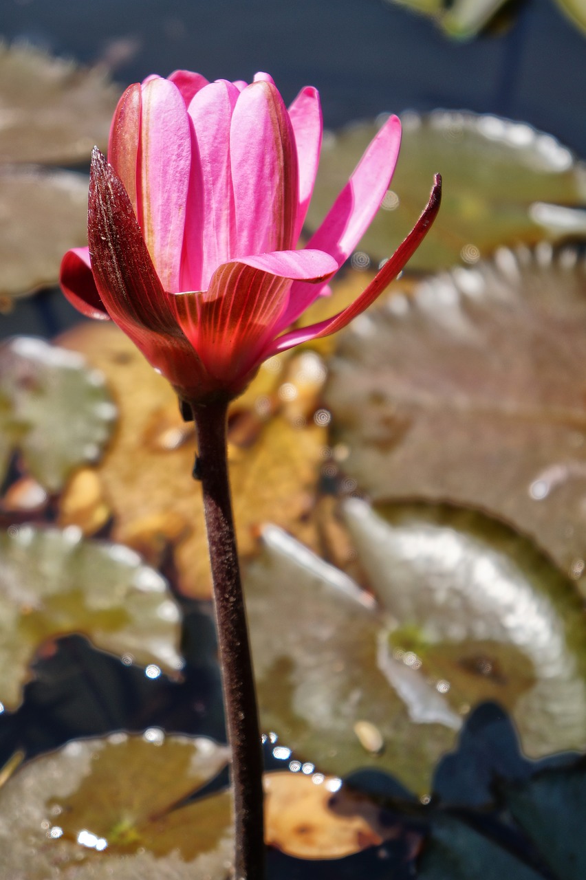 Image - el salvador botanical garden garden