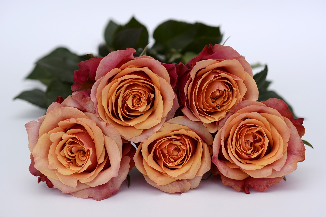 Image - roses orange rose flower romance