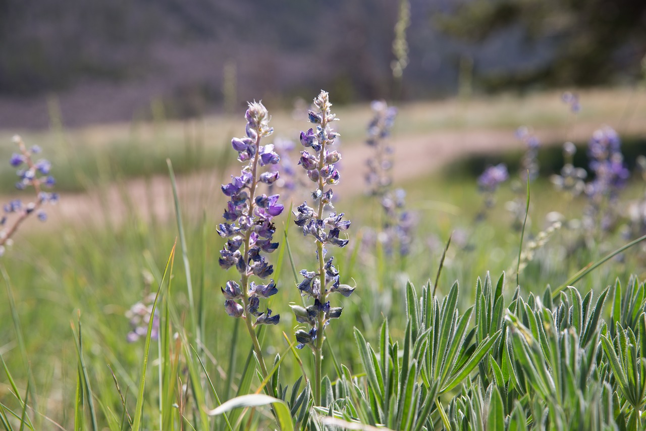 Image - flowers wyoming mountain