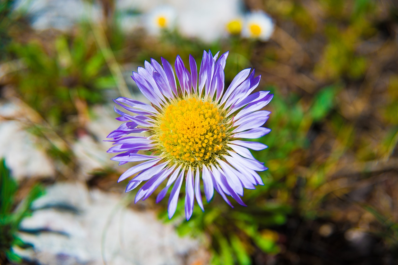 Image - flower meadowlark wild