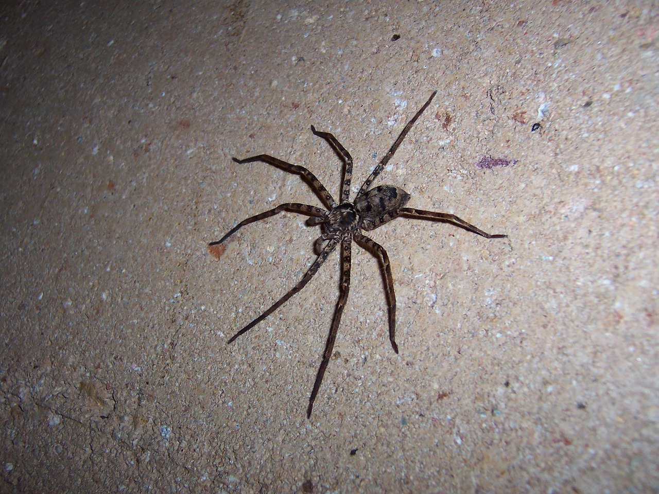 Image - spider huntsman animal