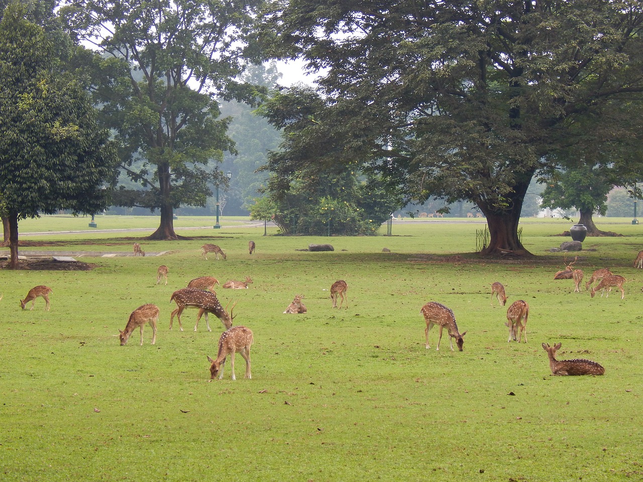 Image - deer park bogor nature wildlife