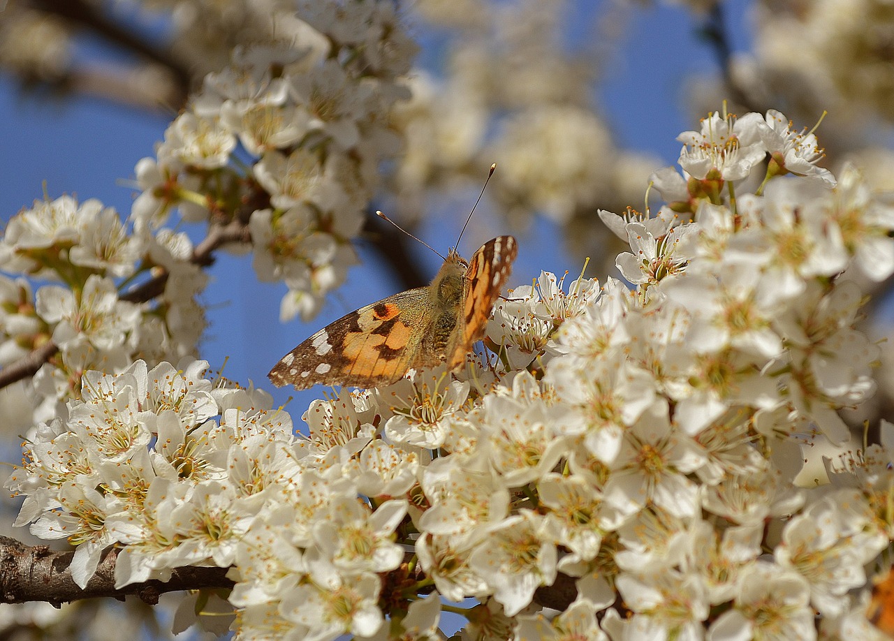 Image - nature butterfly flowers tree