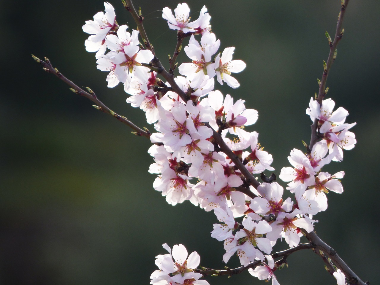 Image - almond flower almond tree in blossom