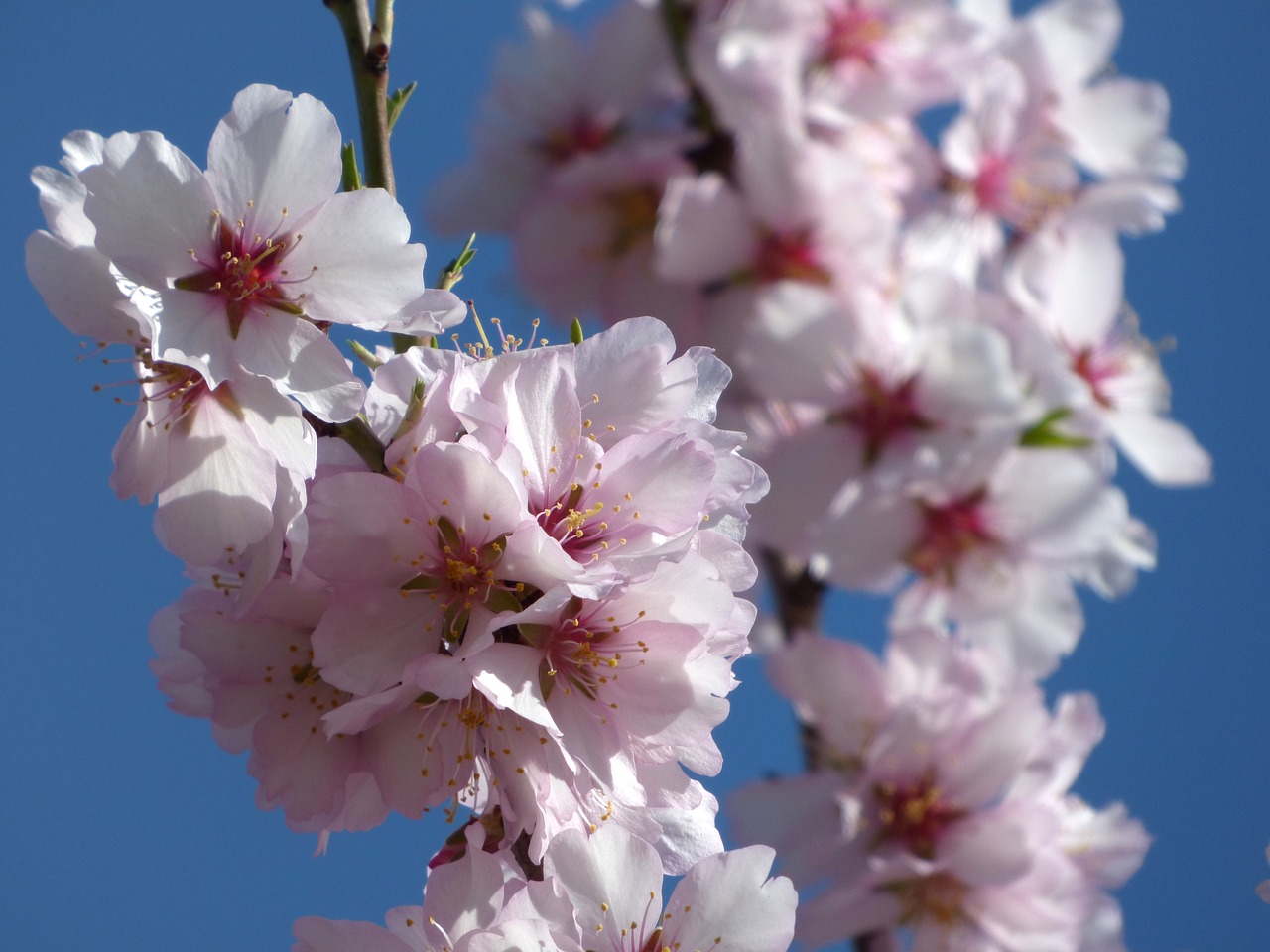 Image - almond tree in blossom flowery branch