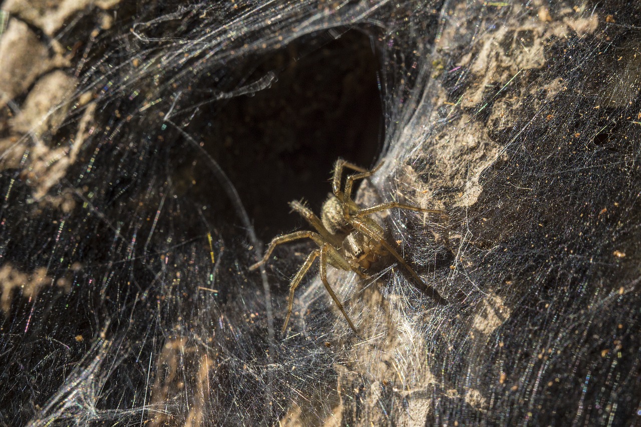 Image - spider web spider insect lighting