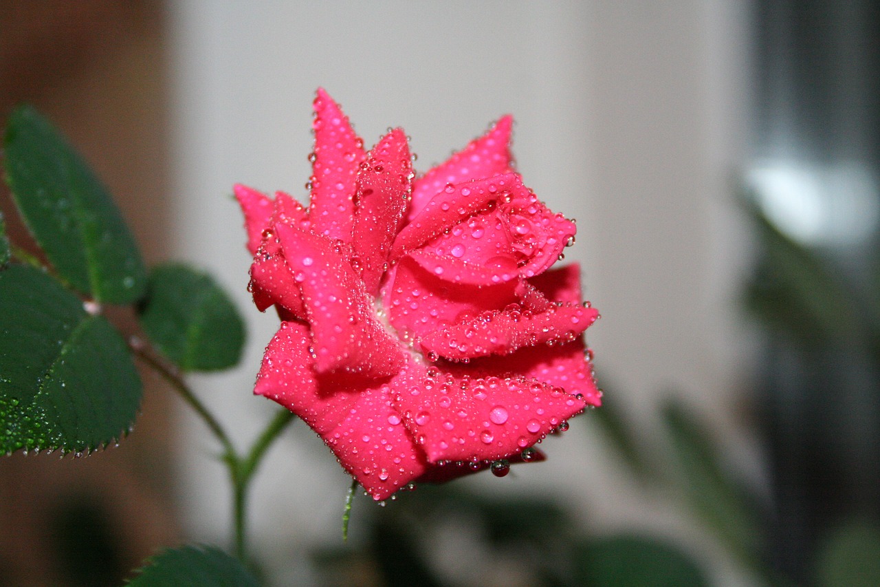 Image - rose drops rosa flower red rose