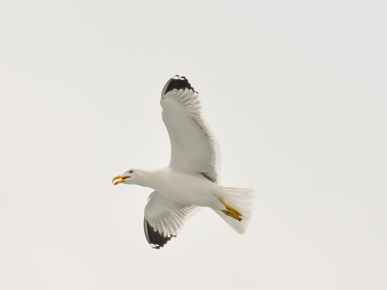 Image - seagull bird white nature gull