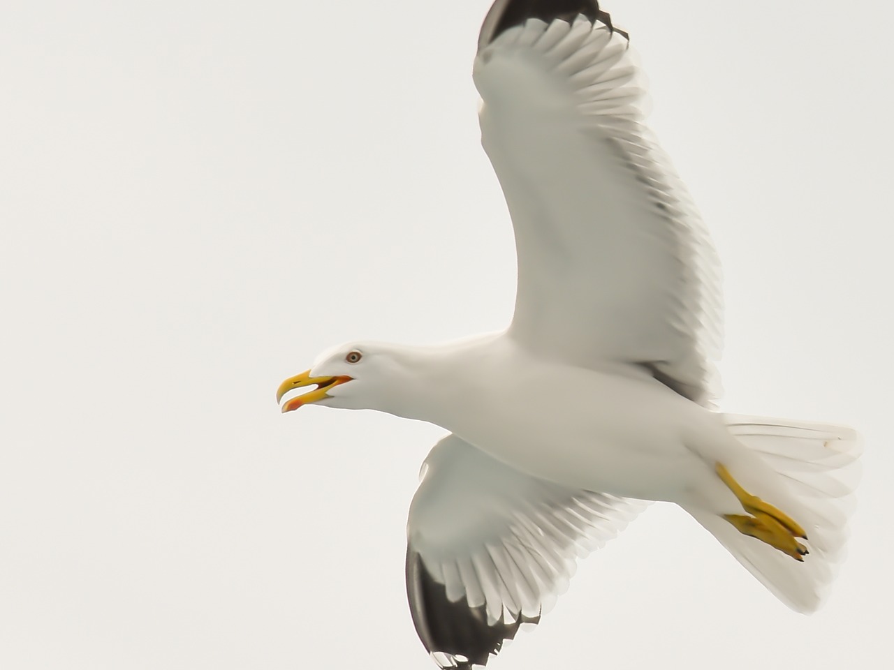 Image - seagull sea aegean greece bird