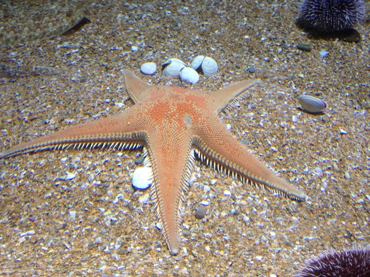 Image - starfish sand aquarium