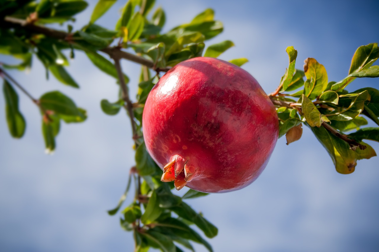 Image - pomegranate fruit tropics exotic