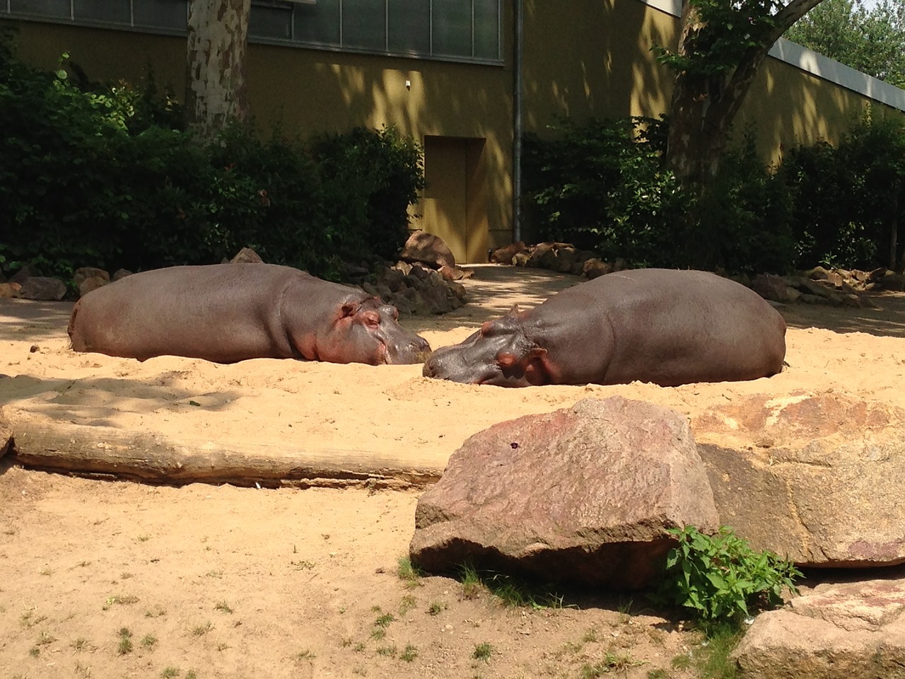 Image - zoo hippos germany