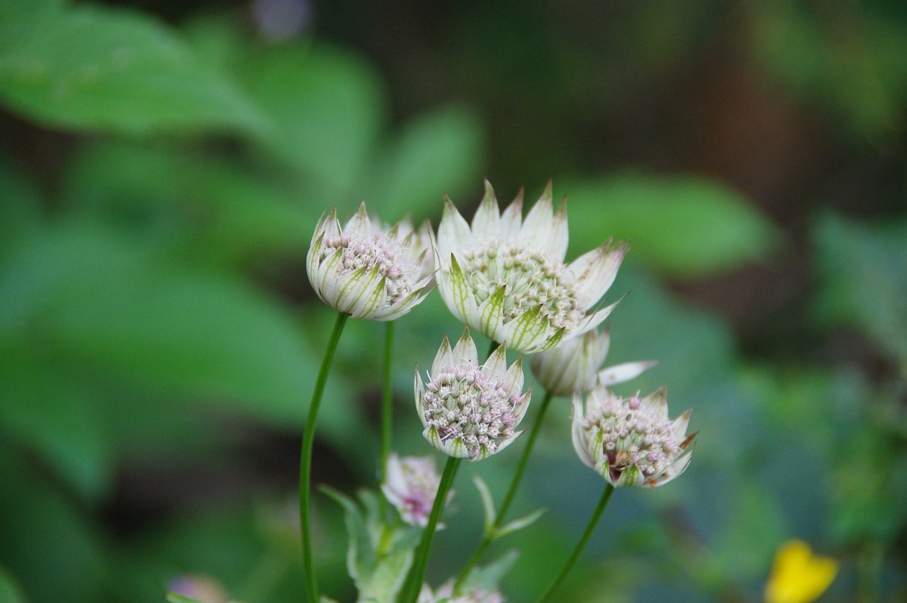 Image - great masterwort alps flower white