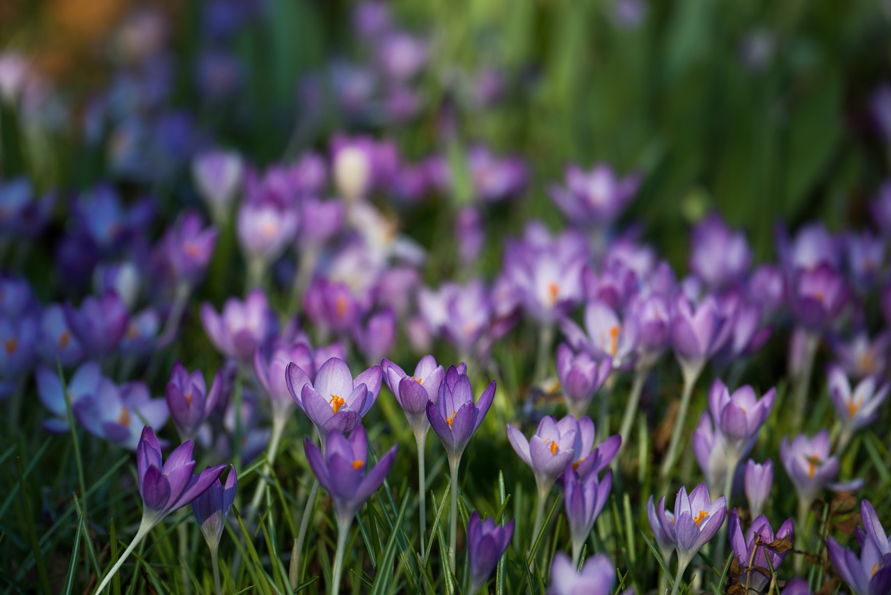 Image - crocus iridaceae violet spring