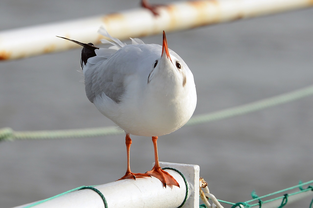 Image - black headed gull gulls birds