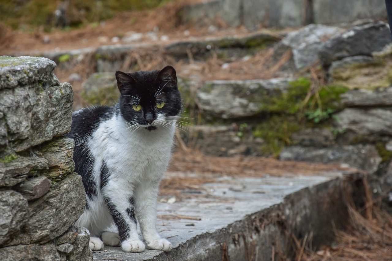 Image - cat black animal black cat pet