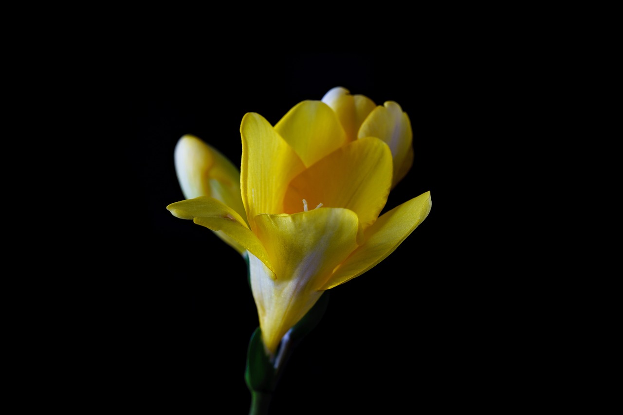 Image - freesia flower blossom bloom