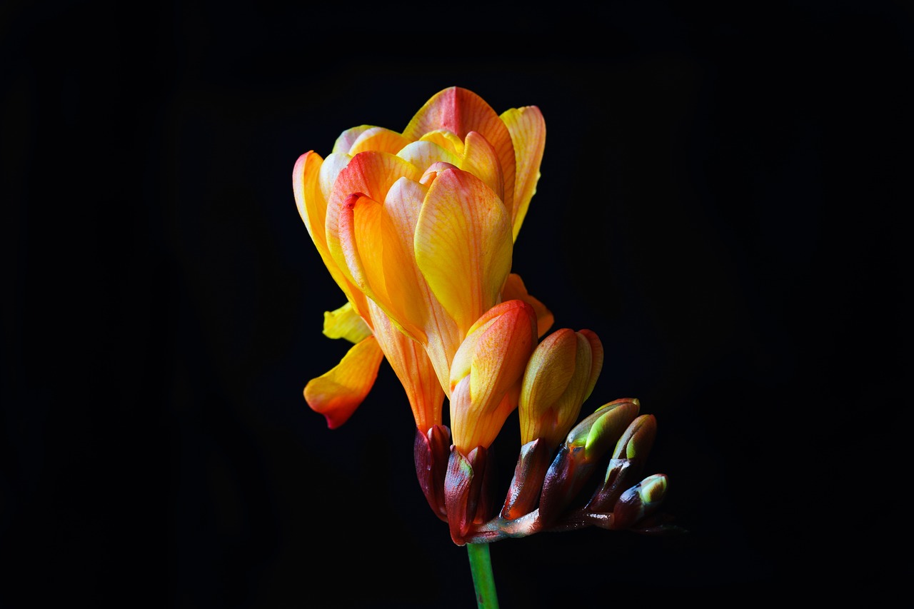 Image - freesia flower blossom bloom