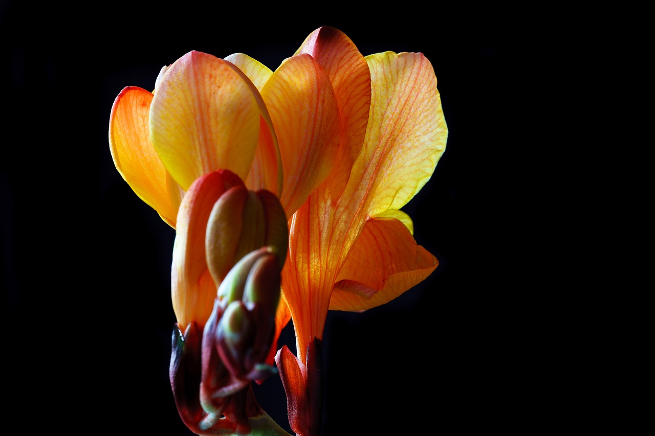 Image - freesia flower blossom bloom