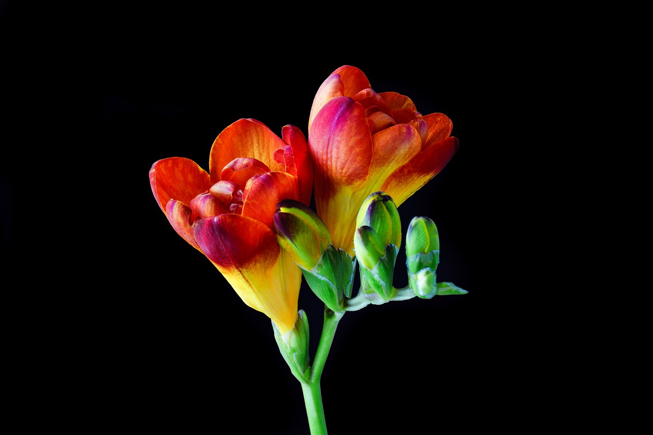 Image - freesia flower blossom bloom