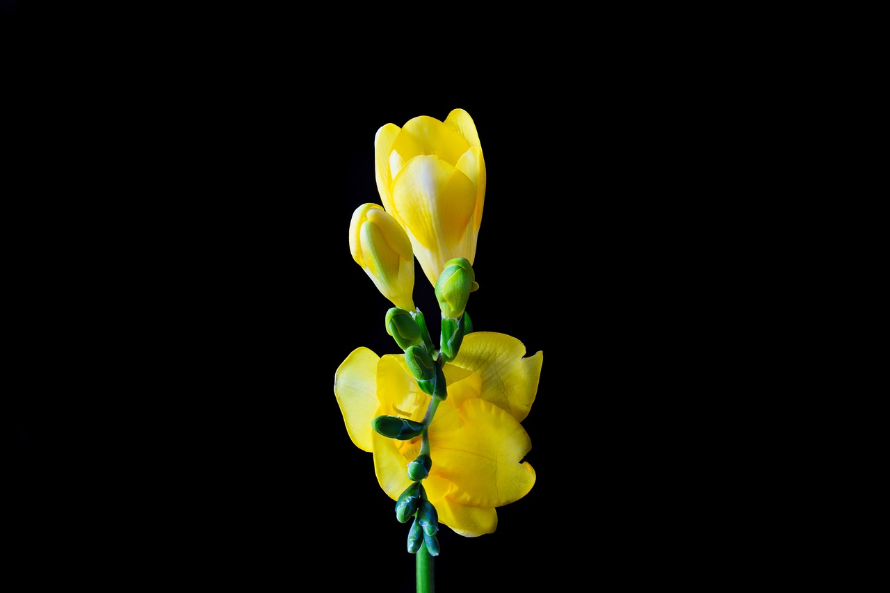 Image - freesia flower blossom bloom