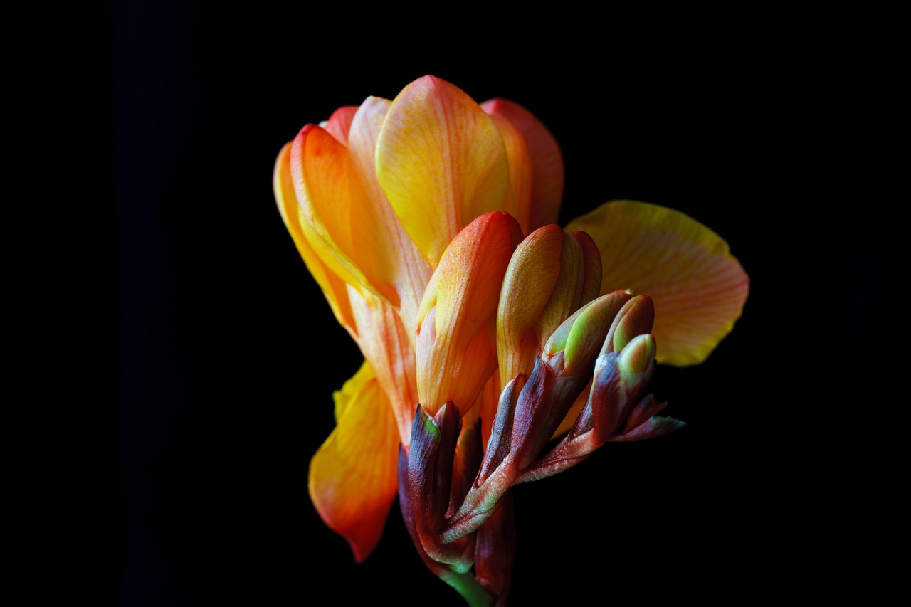 Image - freesia flower blossom bloom
