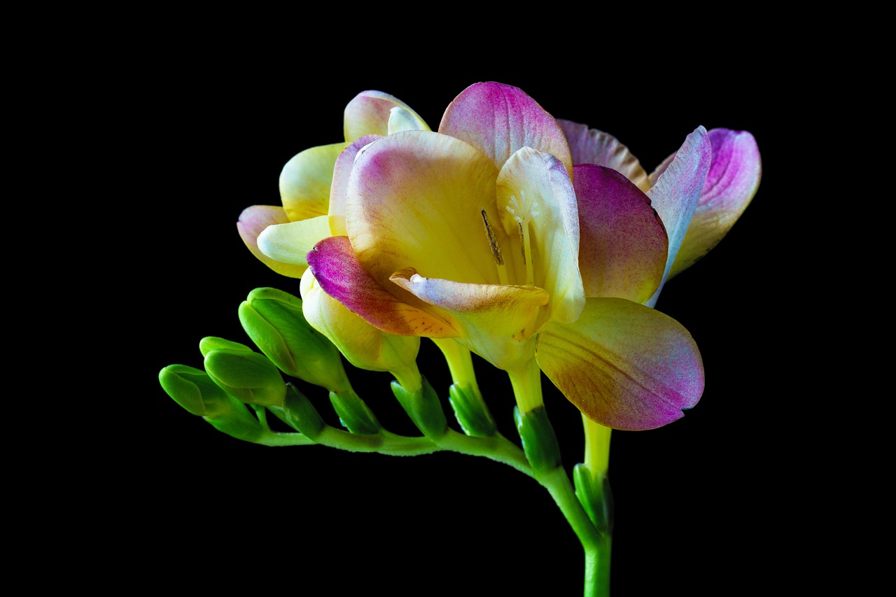 Image - freesia flower blossom bloom