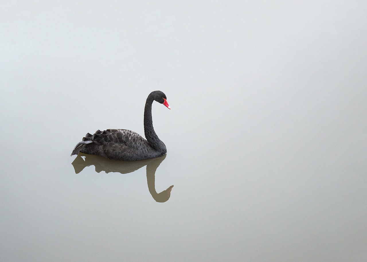 Image - black swan waterfowl swan bird