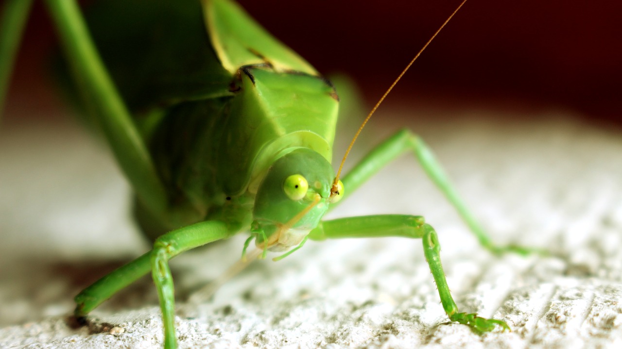 Image - insect green small grasshopper