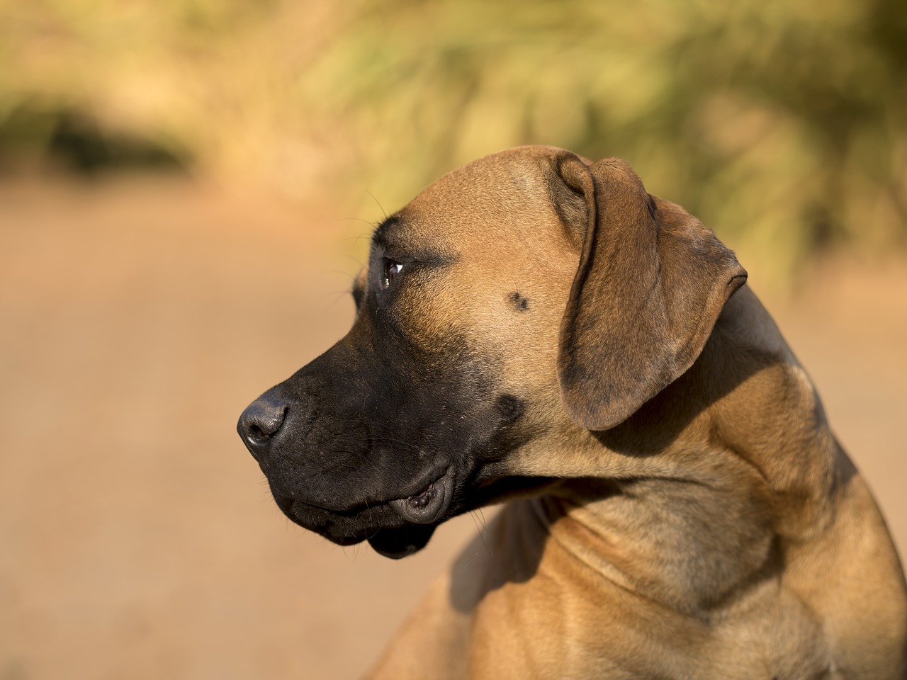 Image - doggy animal cute mastiff boerboel