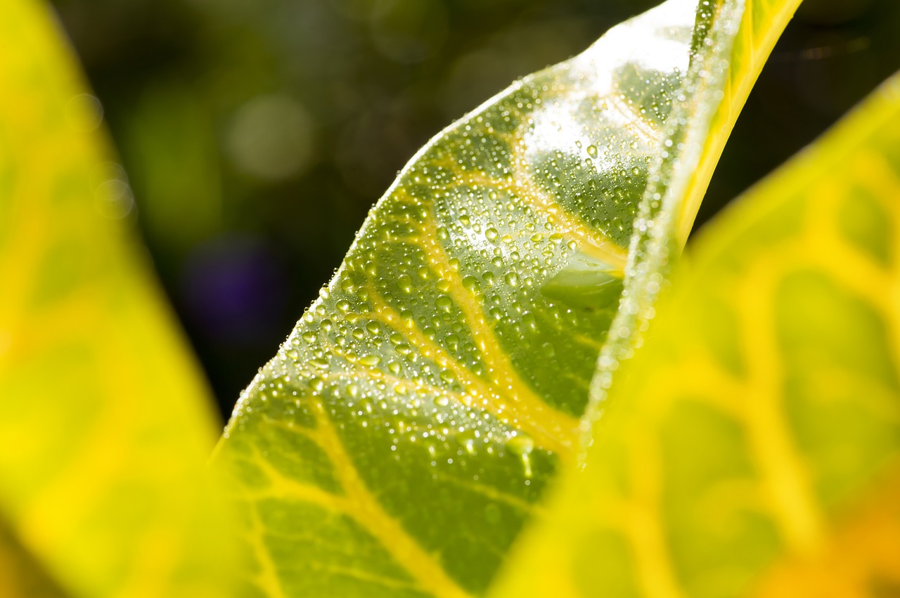 Image - leaf macro photography tropical wet