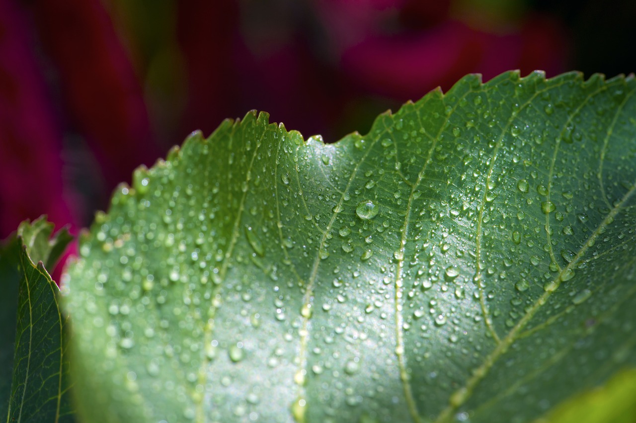 Image - leaf wet flower macro photography