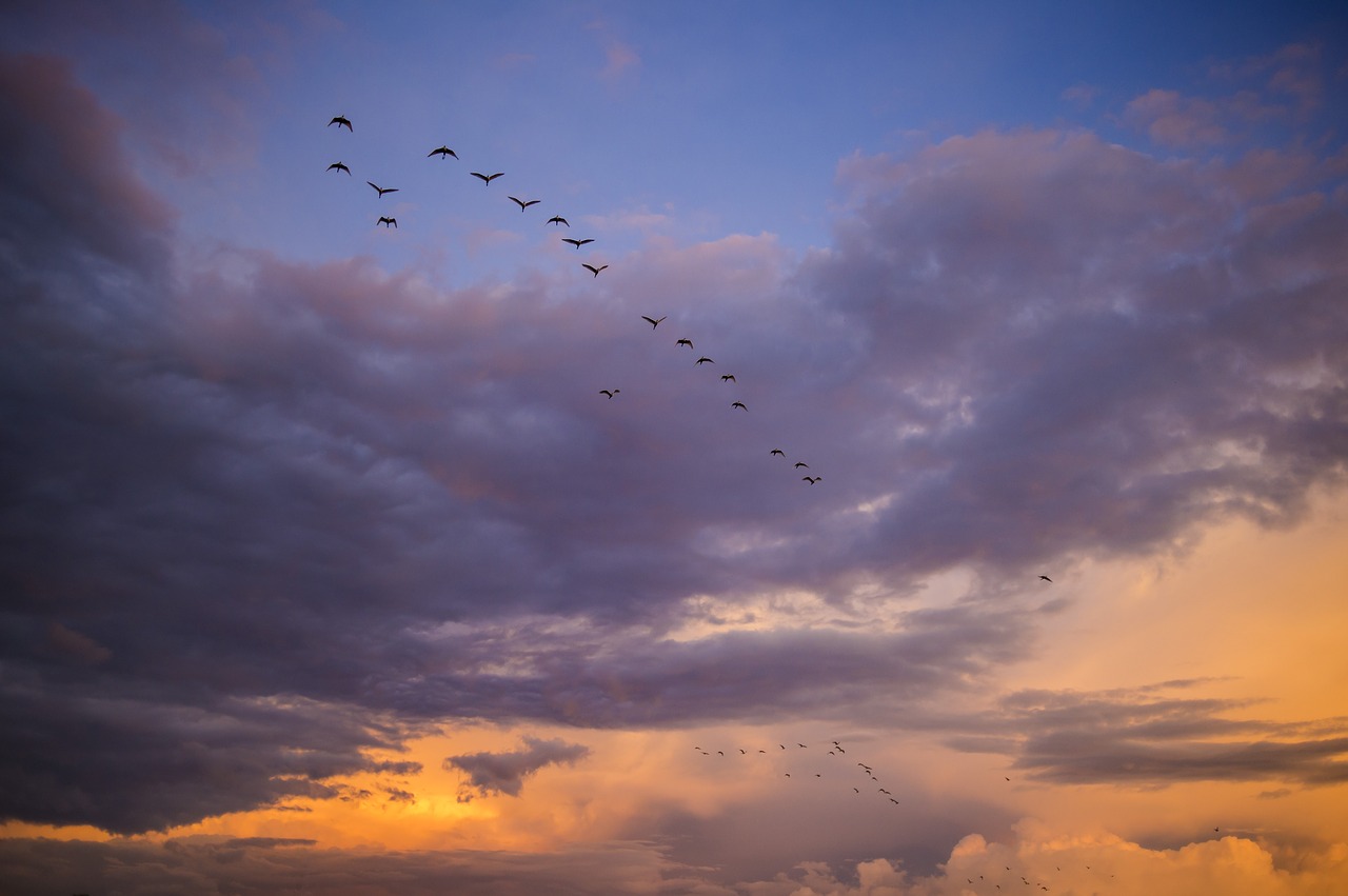 Image - migrating birds africa sunset