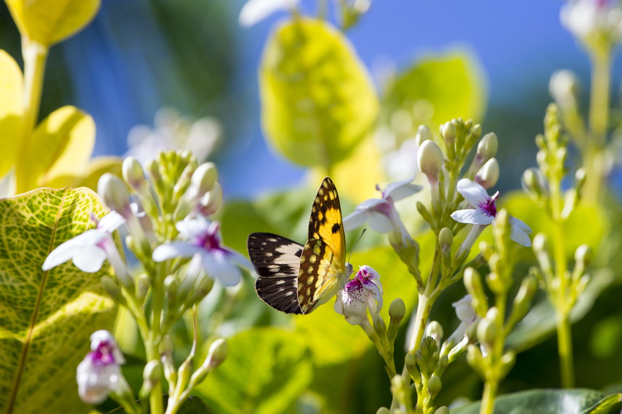 Image - butterfly africa garden summer