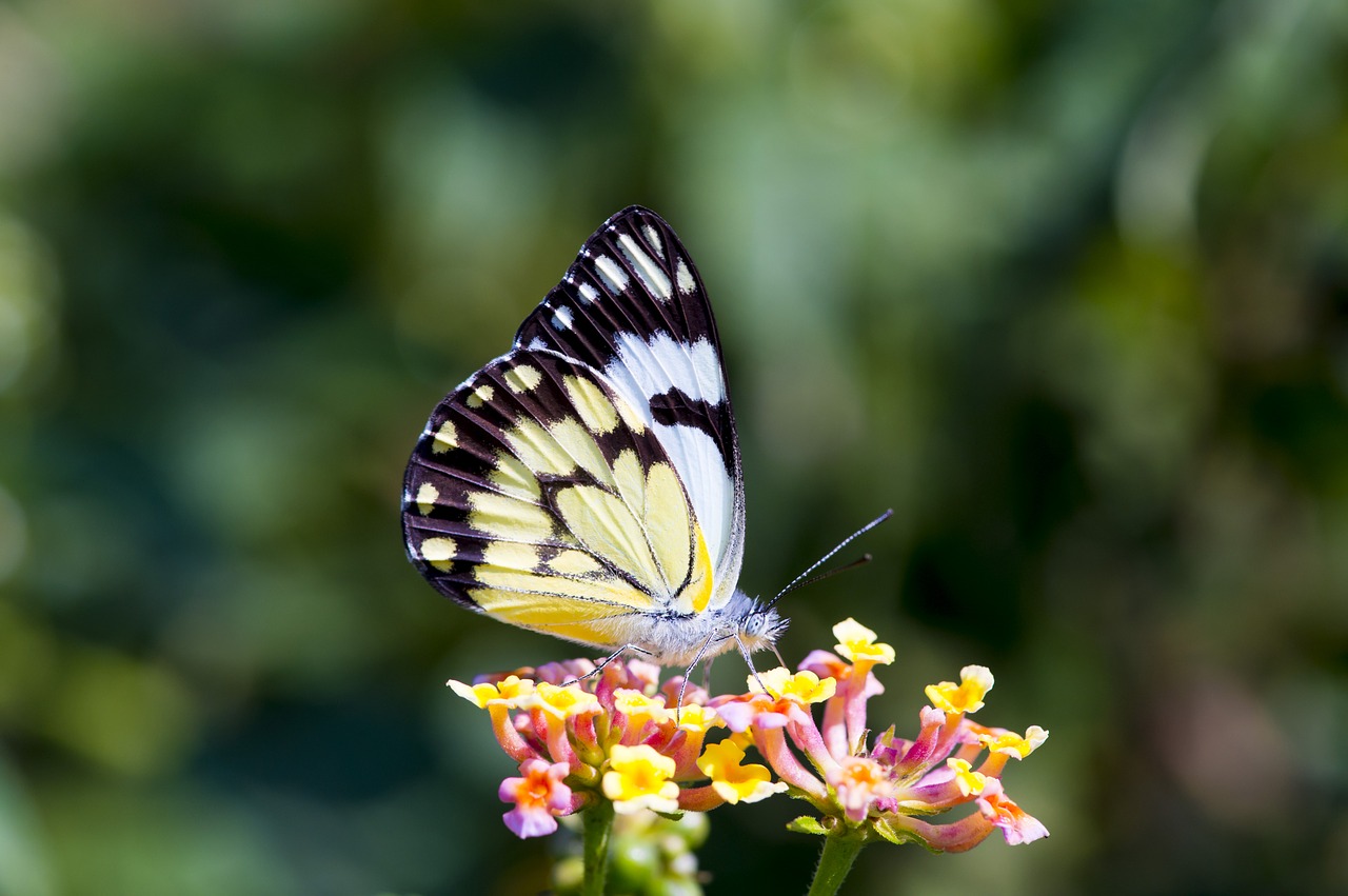 Image - butterfly africa colorful