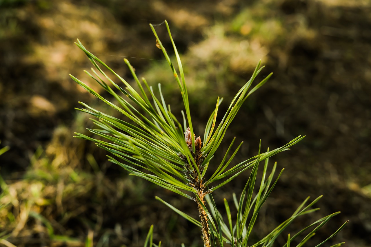 Image - pine nature tree forest