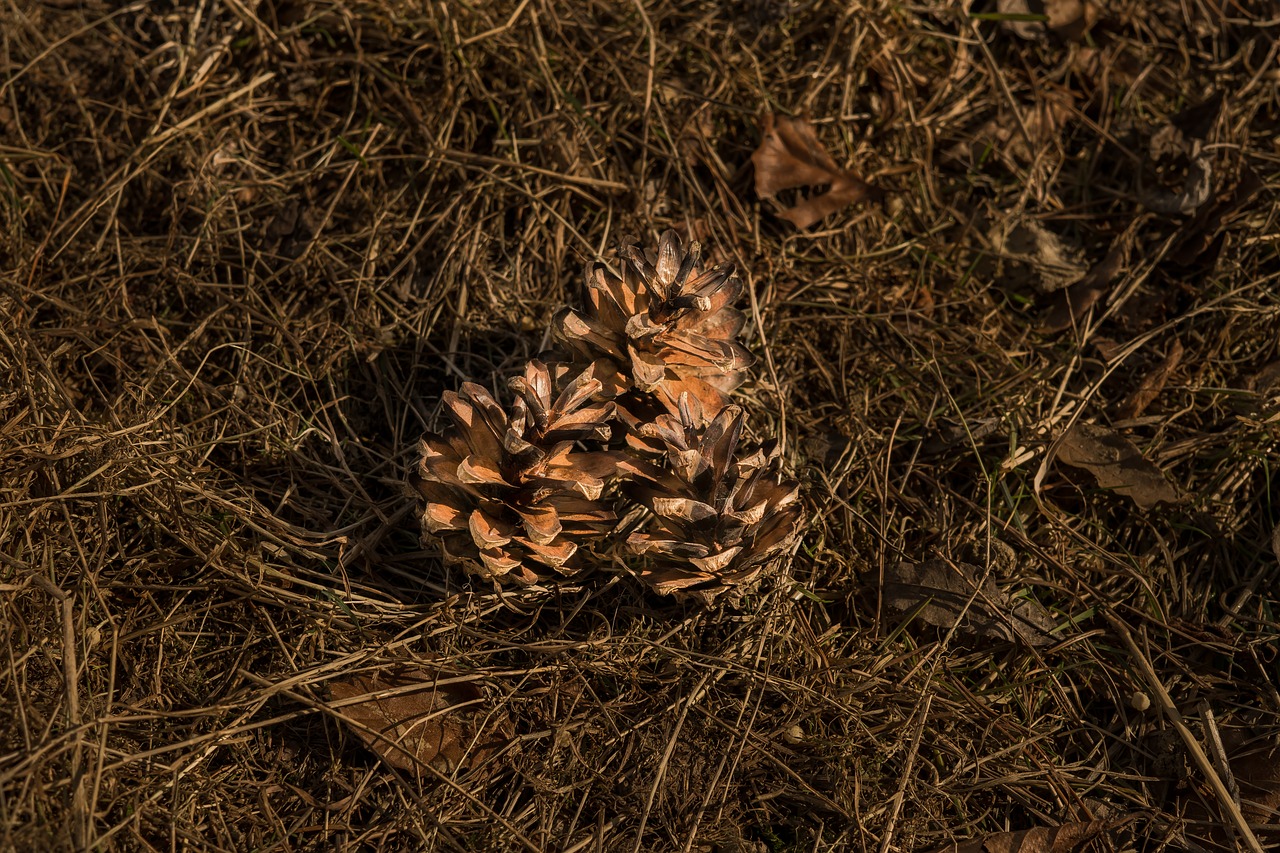 Image - pine cones tap dry brown ornament