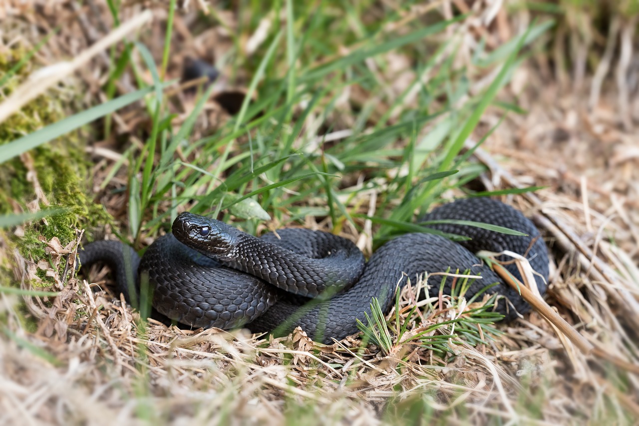 Image - hell notter cross otter black nature