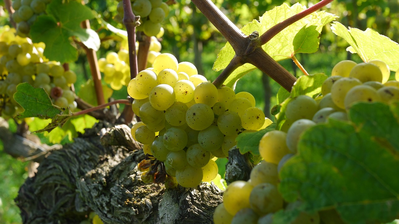 Image - grapes wine grapes riesling wine